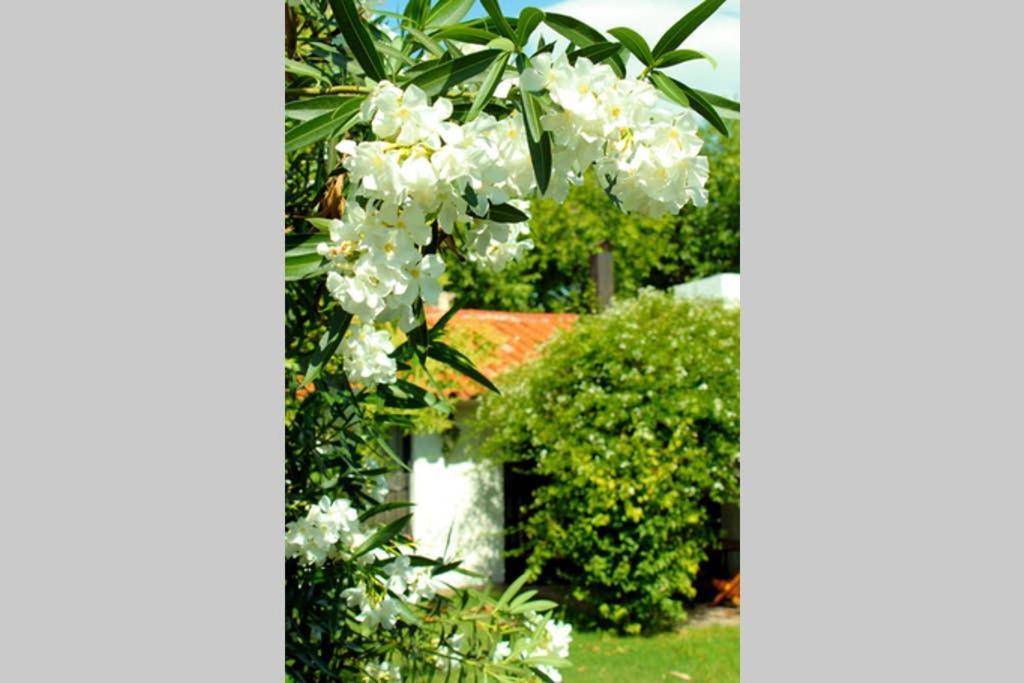 Big Beautiful House With Garden In 5Ta Seccion Neighbourhood Βίλα Μεντόζα Εξωτερικό φωτογραφία